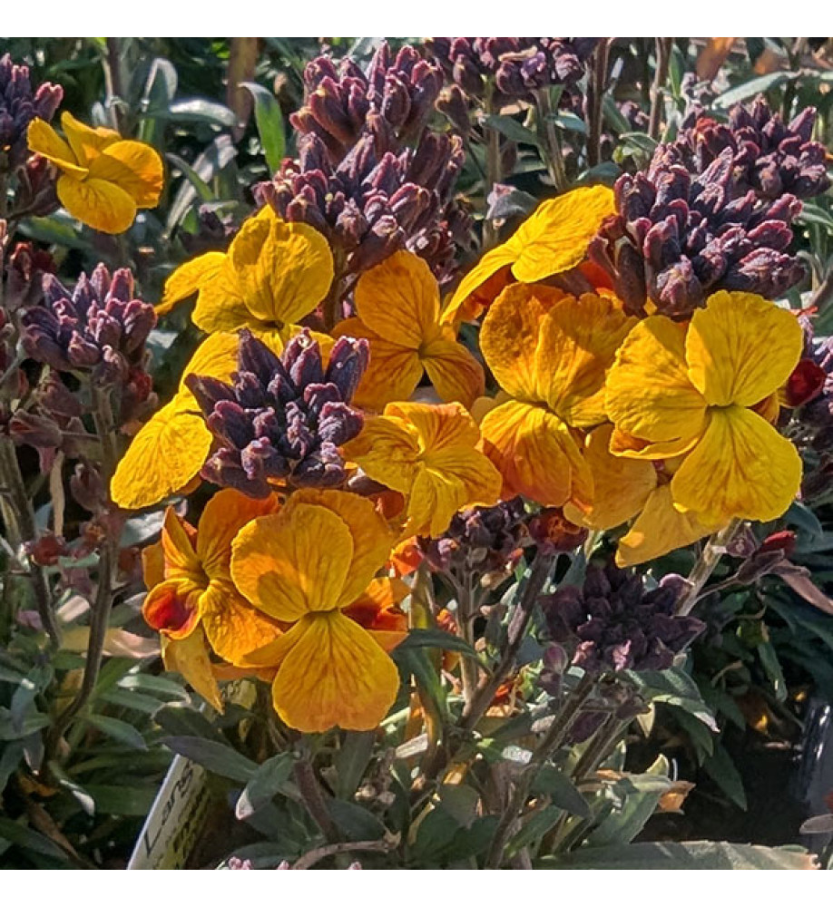 Erysimum Erysistible Yellow (0.8lt)