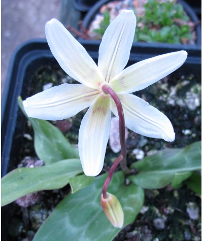 Erythronium californicum White Beauty (0.8lt)