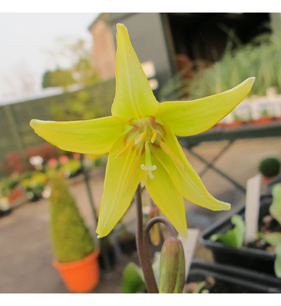 Erythronium Pagoda (1 x bulb)