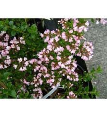 Escallonia Apple Blossom (2lt)