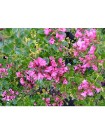 Escallonia Donard Radience (3lt)