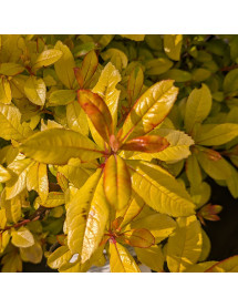 Escallonia Glowing Embers (3lt)