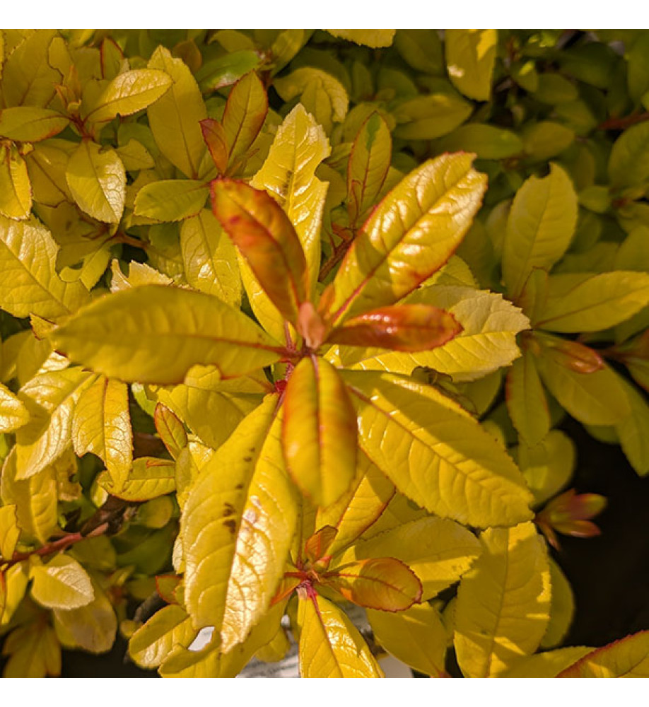 Escallonia Glowing Embers (3lt)