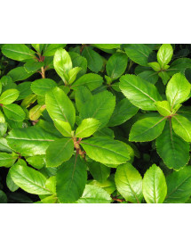 Escallonia laevis Gold Ellen (3lt)