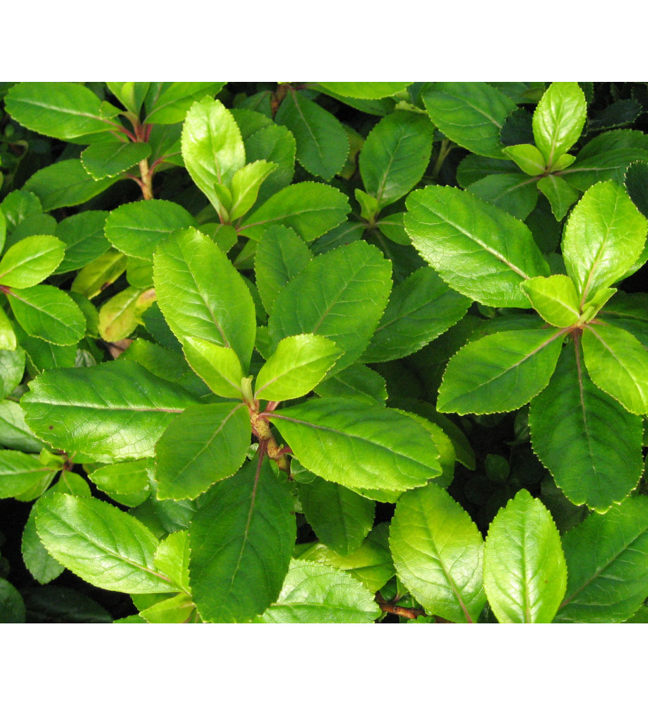 Escallonia laevis Gold Ellen (3lt)