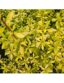 Escallonia Golden Carpet (4lt)