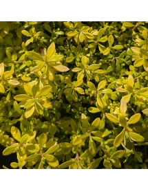 Escallonia Good as Gold (4.5lt)