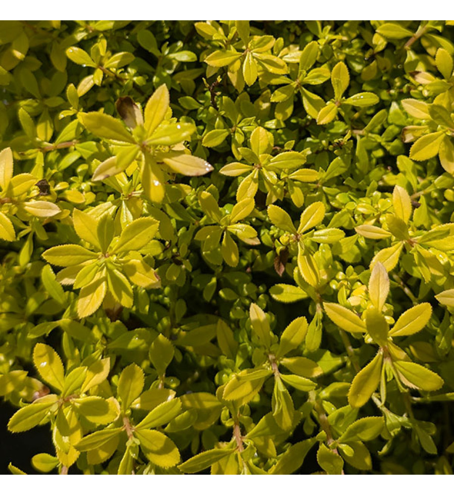 Escallonia Good as Gold (4.5lt)