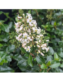 Escallonia Iveyi (3lt)