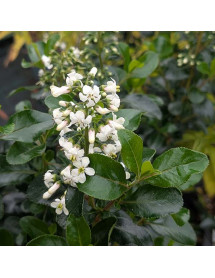 Escallonia Iveyi (3lt)