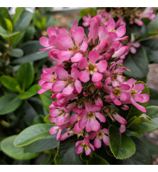 Escallonia laevis Pink Elle (1.5lt)