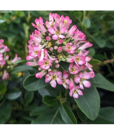 Escallonia laevis Pink Elle (10lt)