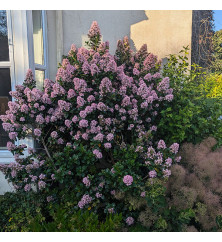 Escallonia laevis Pink Elle (1.5lt)