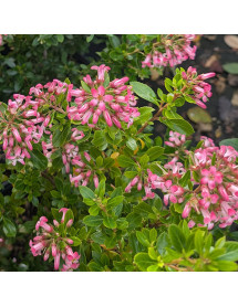 Escallonia laevis Showstopper (3lt)
