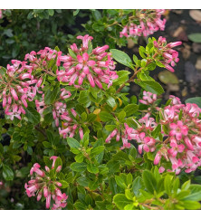 Escallonia laevis Showstopper (1.5lt)