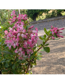 Escallonia laevis Showstopper (3lt)