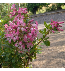 Escallonia laevis Showstopper (1.5lt)