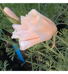 Eschscholzia californica Pink Champagne (0.8lt)