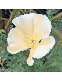Eschscholzia californica Pink Champagne (1lt)