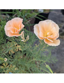 Eschscholzia californica Pink Champagne (1lt)