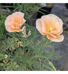 Eschscholzia californica Pink Champagne (0.8lt)