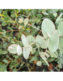 Eucalyptus cinerea (5lt)