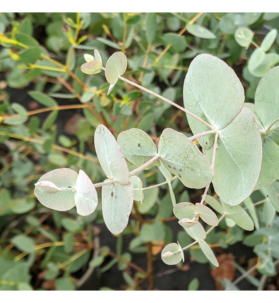 Eucalyptus cinerea (5lt)