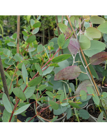 Eucalyptus coccifera (20lt airpot)