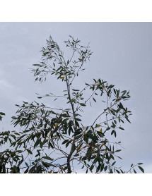 Eucalyptus dalrympleana (20lt)