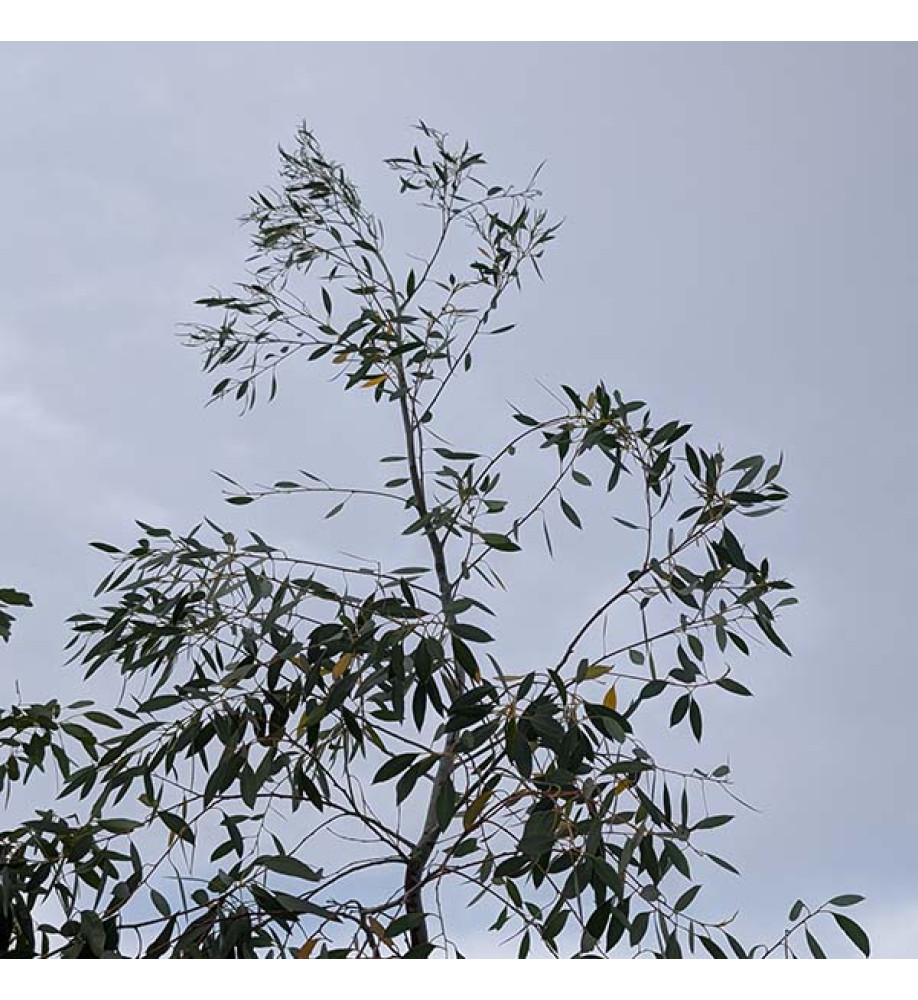 Eucalyptus dalrympleana (20lt)