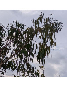 Eucalyptus dalrympleana (20lt)