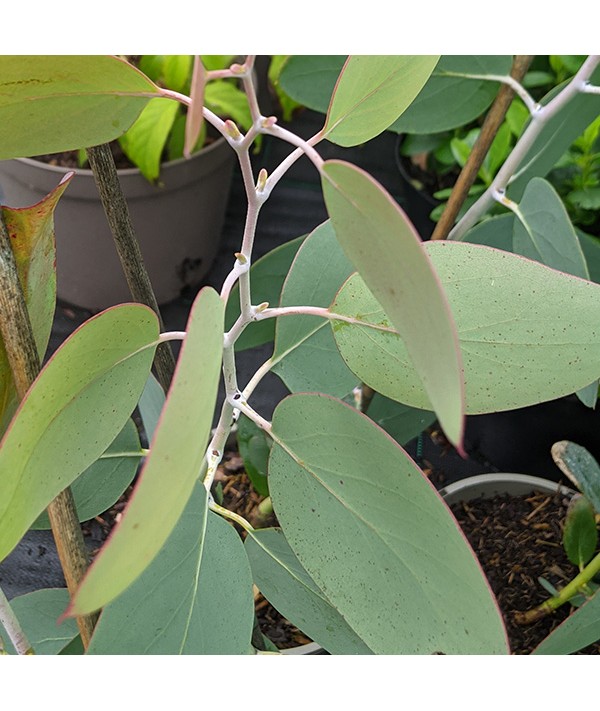 Eucalyptus pauciflora subsp. debeuzevillei (7lt airpot)