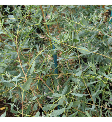Eucalyptus gunnii France Bleu (35lt)