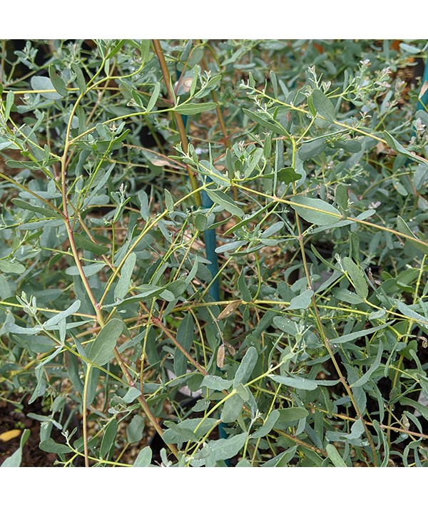 Eucalyptus gunnii France Bleu (3lt)