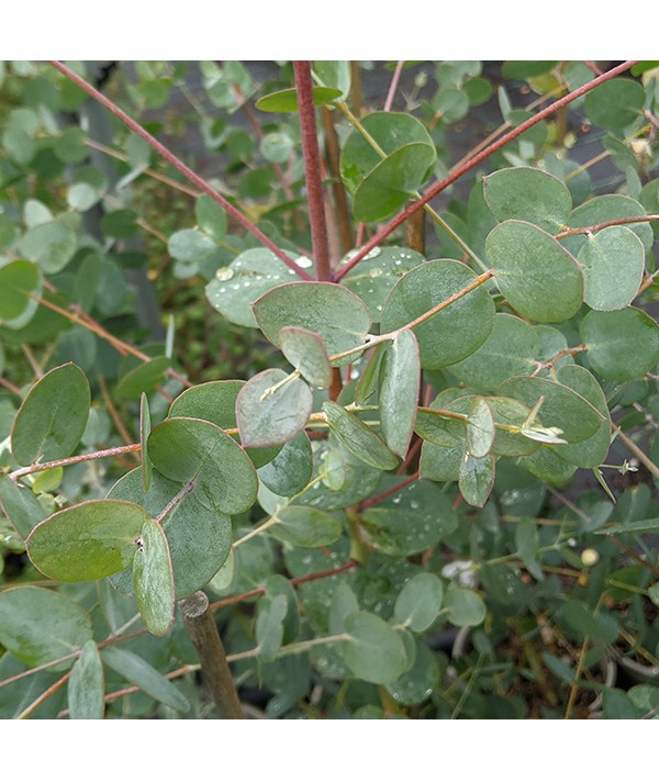 Eucalyptus gunnii ssp. divaricata (Blue Ice) (7lt)