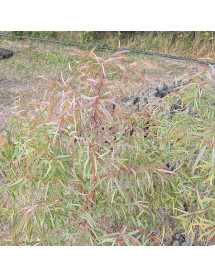 Eucalyptus nicholii (3lt airpot)