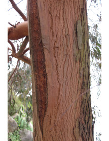 Eucalyptus nicholii (3lt)