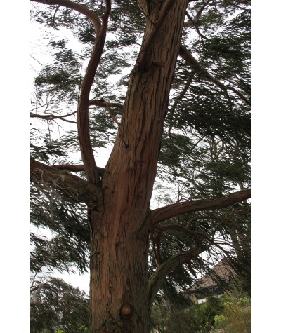 Eucalyptus nicholii (3lt)