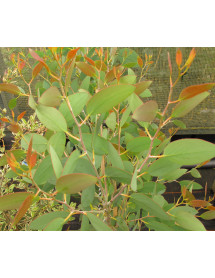 Eucalyptus pauciflora niphophila (35lt) Eucalyptus pauciflora niphophila (35lt)