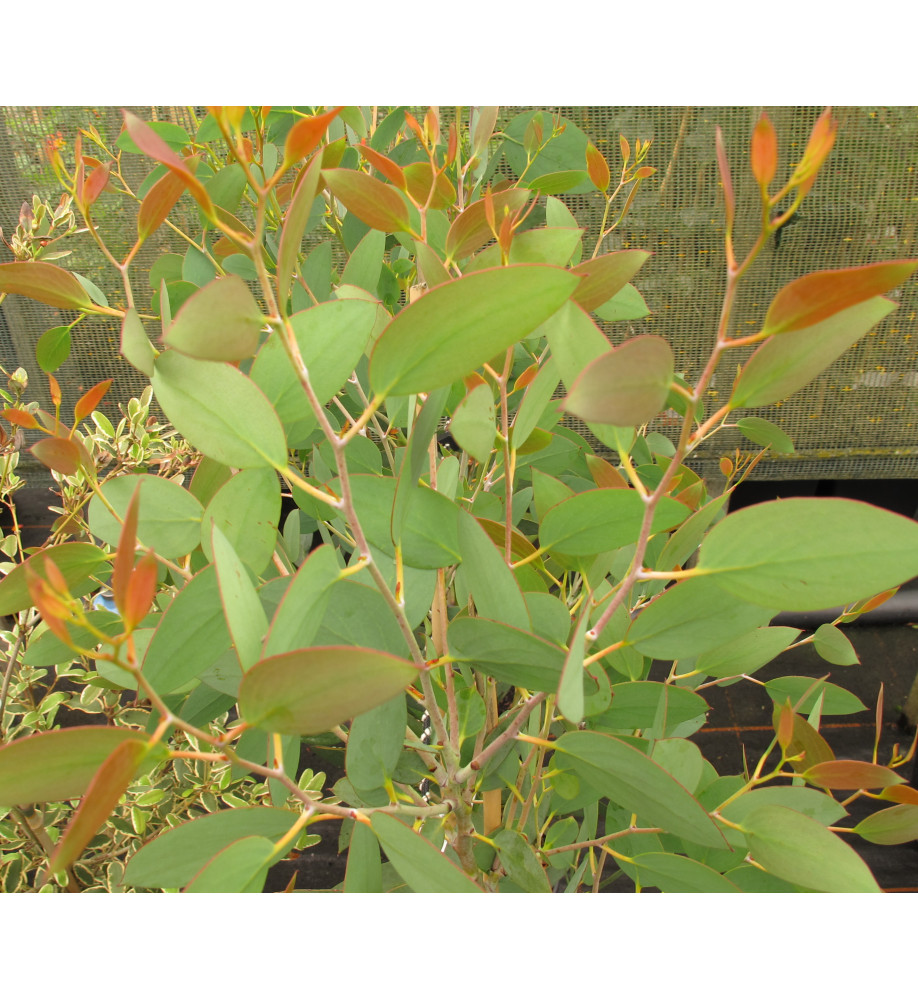 Eucalyptus pauciflora niphophila (35lt)