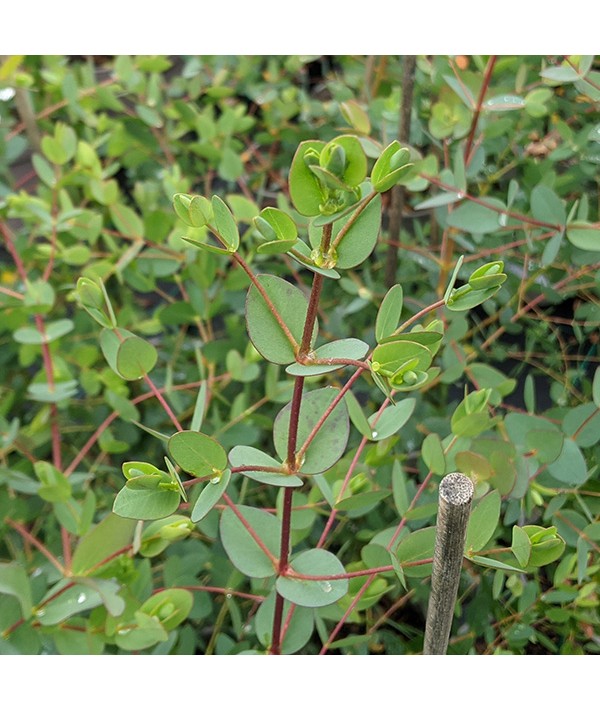 Eucalyptus parvula (12lt)