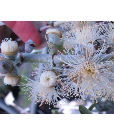 Eucalyptus pulverulenta Baby Blue (3lt)