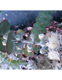 Eucalyptus pulverulenta Baby Blue (5lt)