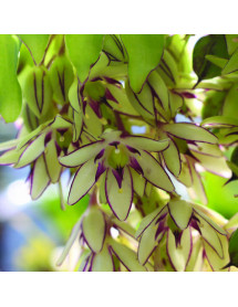 Eucomis bicolor (1.5lt)