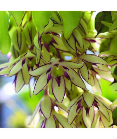 Eucomis bicolor (1lt)