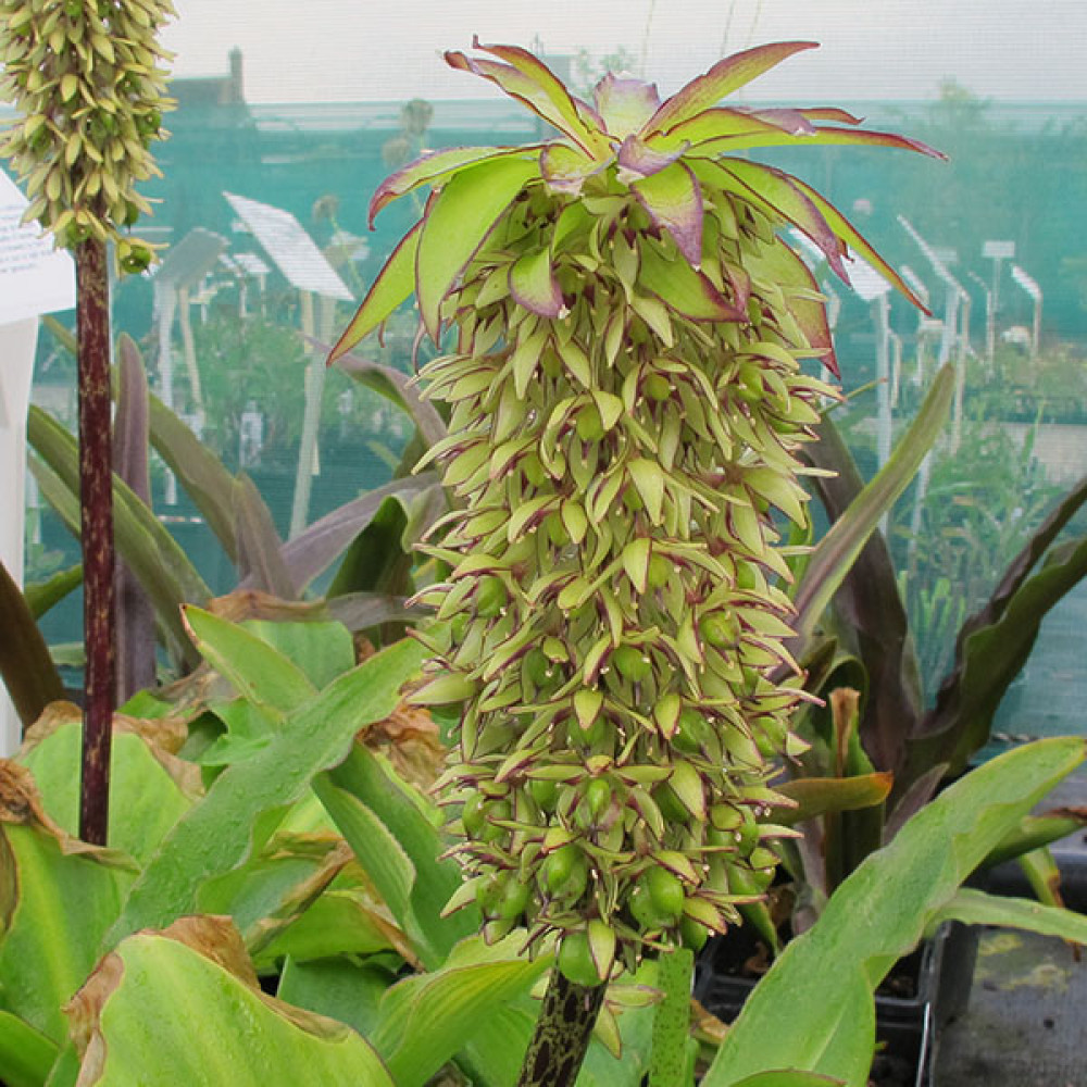 Eucomis bicolor (2lt)