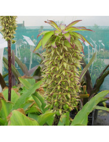 Eucomis bicolor (1.5lt)