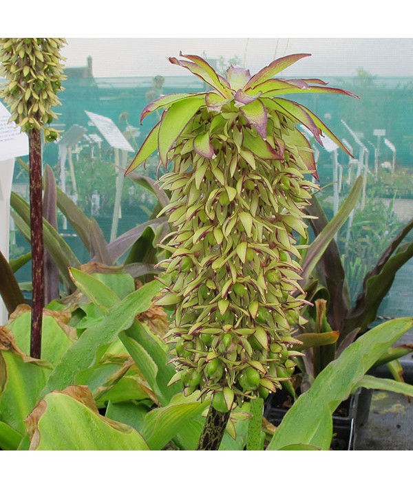 Eucomis bicolor (1lt)