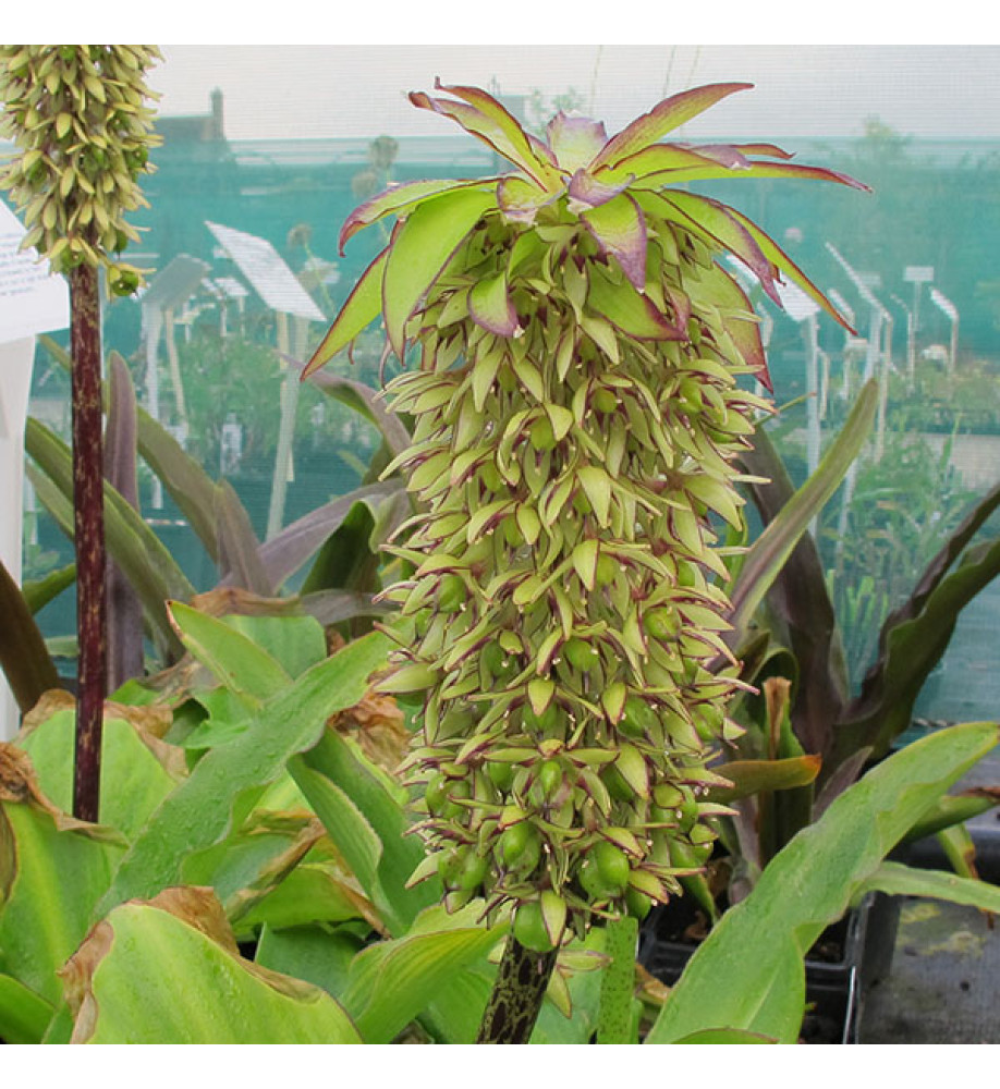 Eucomis bicolor (1.5lt)