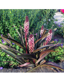 Eucomis comosa Sparkling Burgundy (1.5lt)
